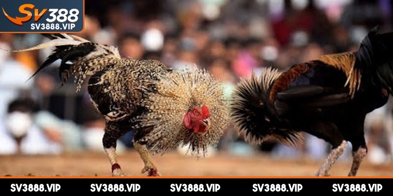 Hình thức chấp sâu xuất hiện khi gà một bên vượt trội hơn hẳn