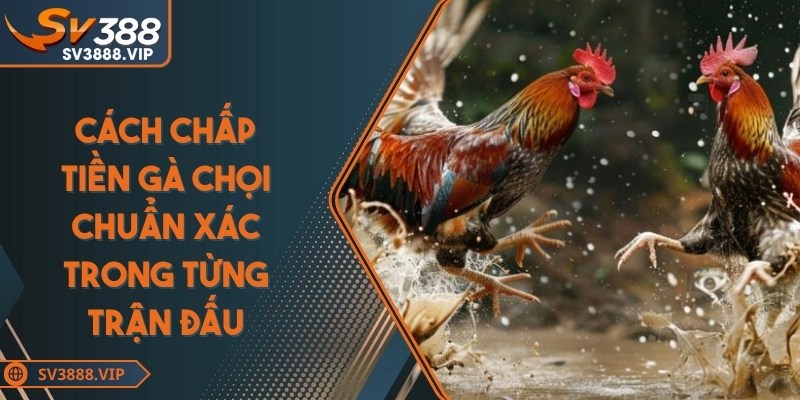 Cách chấp tiền gà chọi