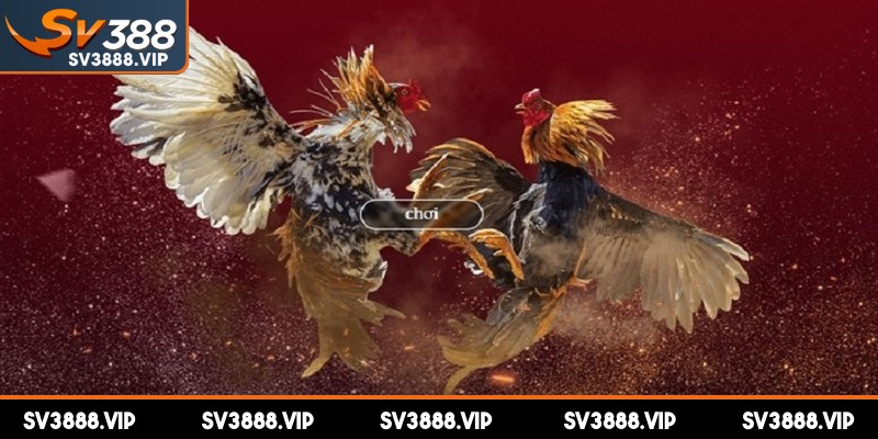 Cách chơi đá gà online theo dõi các trận chiến phát sóng trực tiếp