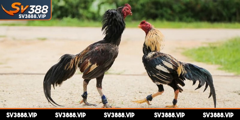 Thời gian diễn ra một trận đấu nhanh chóng chỉ từ 5 đến 15 phút