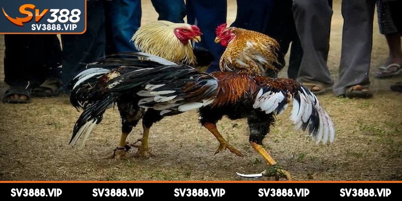 Mỗi trận đấu đề có trọng tài giám sát chuyên nghiệp