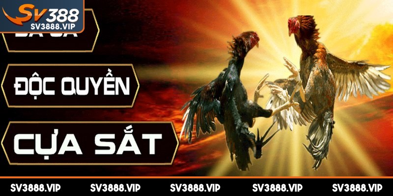 Đá gà SV388 mang đến đa dạng loại hình thi đấu với sức hấp dẫn riêng biệt