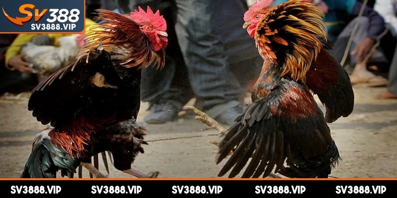 Chiến kê thi đấu cần có sự linh hoạt, phản xạ nhanh