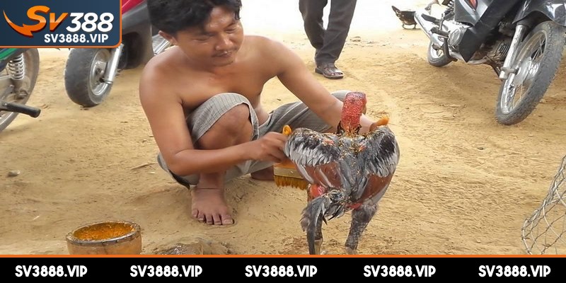 Mục đích chính của việc vào nghệ cho gà chọi 